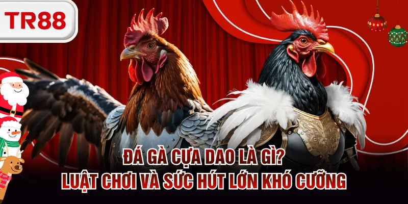 Đá gà cựa dao