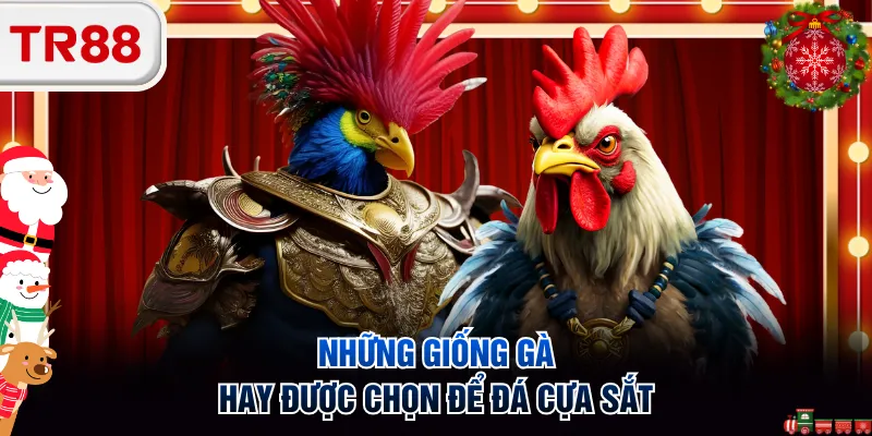 Những giống gà hay được chọn để đá cựa sắt